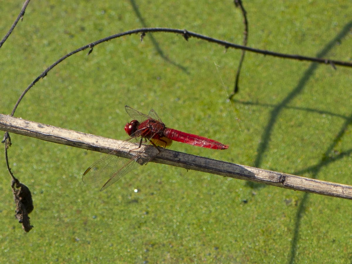 Männchen